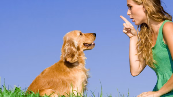 dierenkliniek-pijls-geleen-banner-1-600x338